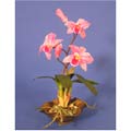 Mini-cattelya Silk Orchid Plant