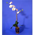 Silk Phalaenopsis Orchid with Glass Vase