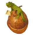 Coconut Piggy Bank with Iguana