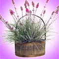 Forever Silk Lavender Fields Silk Plant