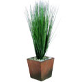 Potted Bear Grass