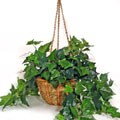 Forever Silk English Ivy Hanging Basket