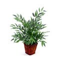 Forever Silk Bamboo Palm In Reed Basket