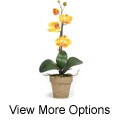 Potted Phalaenopsis Silk Orchid Plant