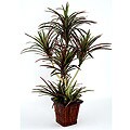 Dracaena Silk Plant
