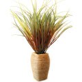 Silk Reed Grass Plant