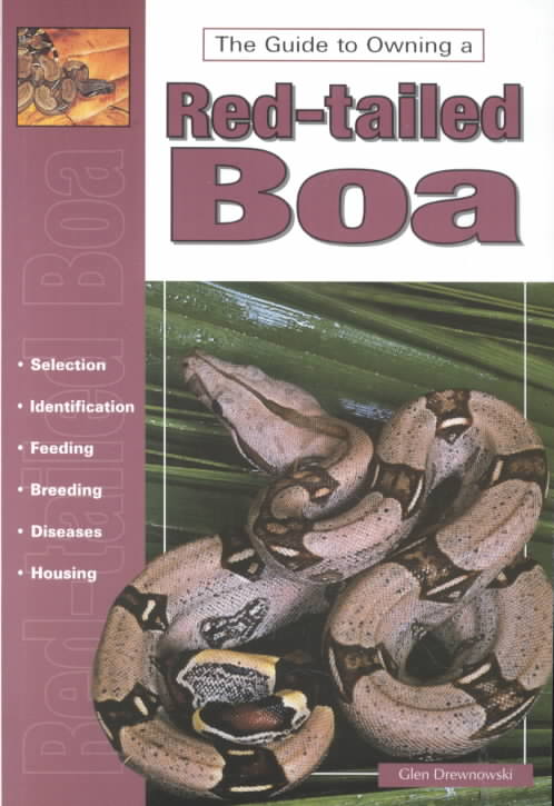 The Guide to Owning a Red-Tailed Boa