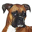 Dog supplies
