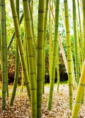 Bamboo Bamboo