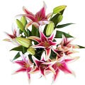 Wedding boquet Wedding boquet