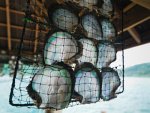 Pearl oyster cultivation