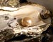 Oyster Pearl